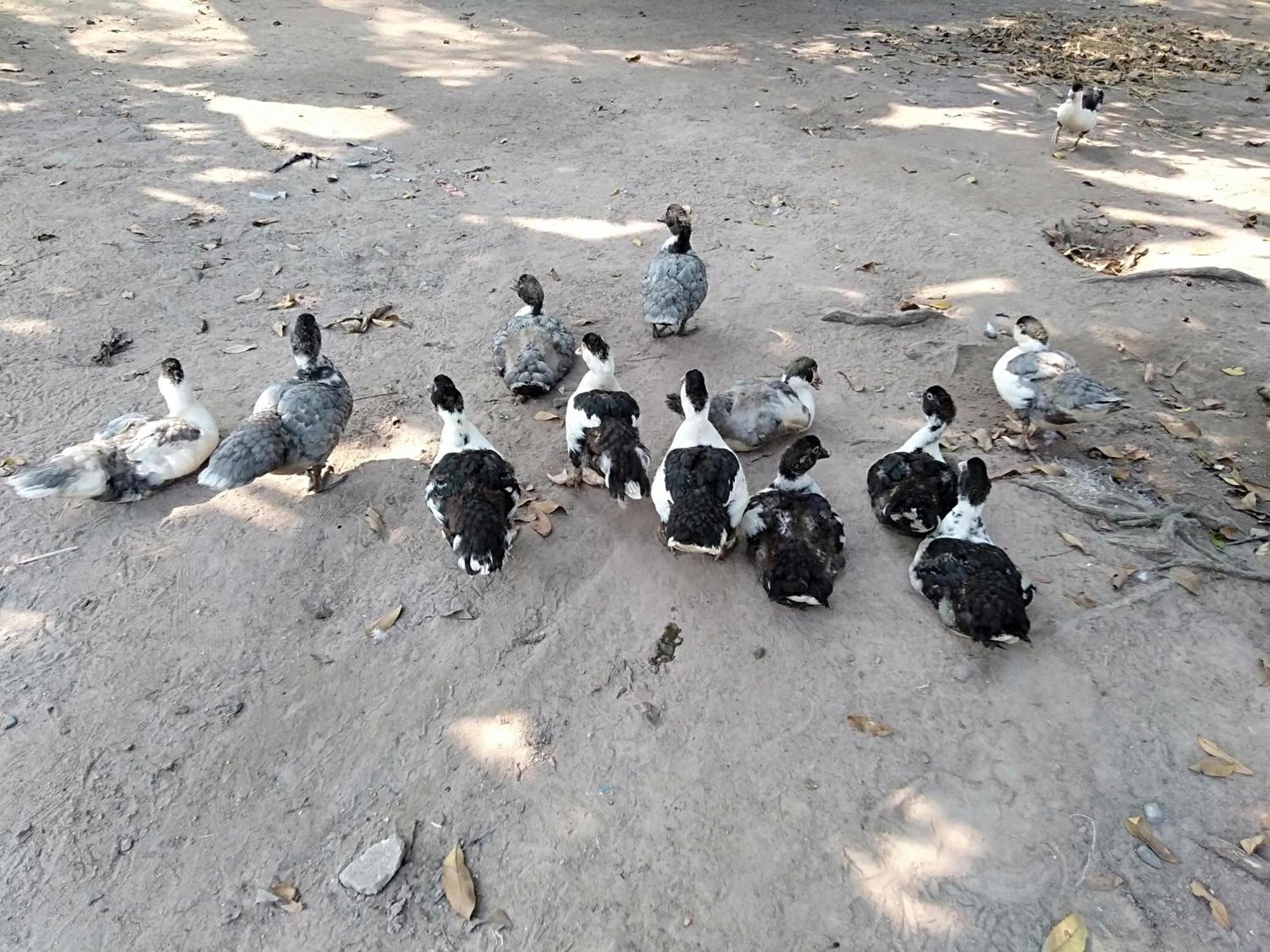 Homestay Lotus Retreat