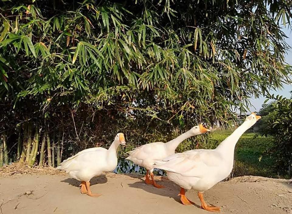 Lotus Retreat Homestay Ho Chi Minh City